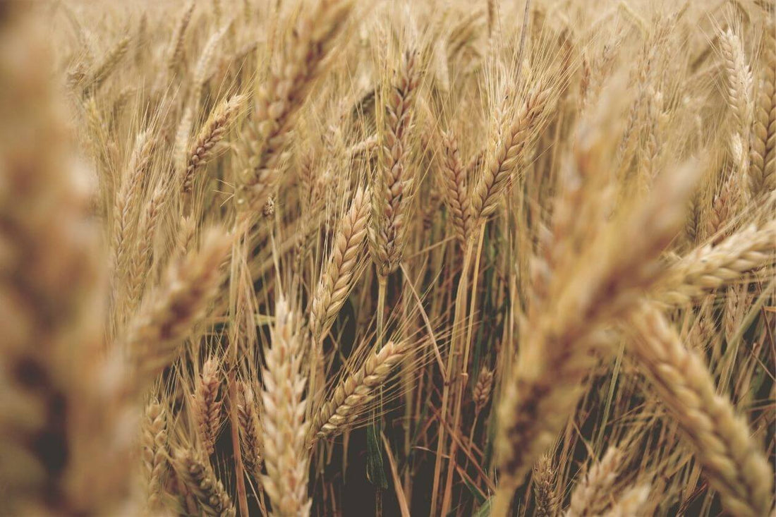 If You Are Gluten Sensitive, Don’t Look for a Magic Pill