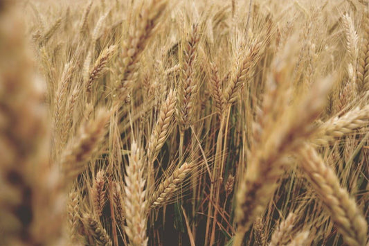 If You Are Gluten Sensitive, Don’t Look for a Magic Pill